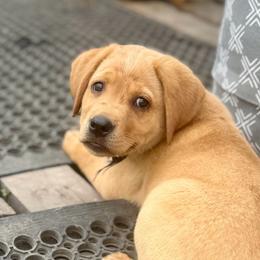 Obi (Black Collar) - Yellow male Dilute Retriever puppy in Baldwin City, Kansas from Hedge Lane Labradors