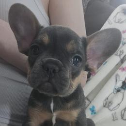 French Bulldog Puppies from Vivante French Bulldogs
