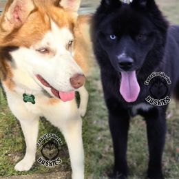 Siberian Husky puppies from Feazell’s Siberian Huskies