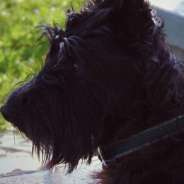 Scottish Terriers from MacFie's Scottish Terriers