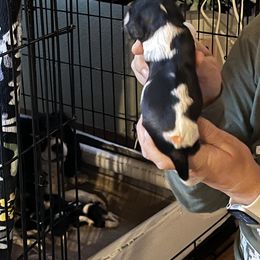 Cavalier King Charles Spaniel Puppies from Foster Cavaliers