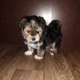 Benny - Black and tan male Morkie puppy in Lapeer, Michigan from Puppy Kisses