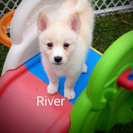 River - White Pomsky puppy in Rochester, Minnesota from Gypsy Rose Pomskies