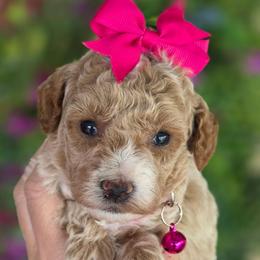Pink Girl - Red  female Goldendoodle puppy in Vernon, Texas from Sugarland's Texas Goldendoodles