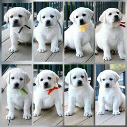 Labrador Retriever Puppies from ROCK CREEK LABRADORS