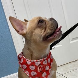 French Bulldogs, Shih Tzus, and Soft Coated Wheaten Terriers from Aurum K9