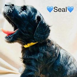 SEAL - Black and white male Sheepadoodle puppy in Buffalo, Minnesota from Fur-ever Doodles