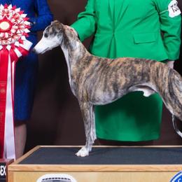 Reggie - Whippet