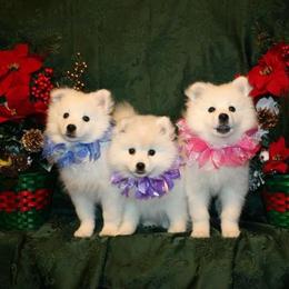 American Eskimo Dog Puppies from Firefly American Eskimo Dogs