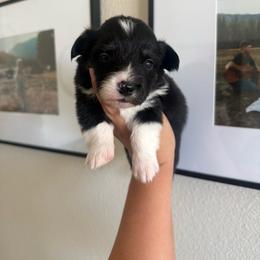 Scribble - Black and tan male Pembroke Welsh Corgi puppy in Red Bluff, California from Wilder Ranch Corgis