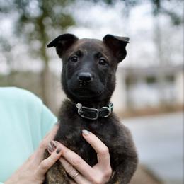 Black - Black brindle female Dutch Shepherd puppy in Auburn, Georgia from Faberge Hollandse Herdershond