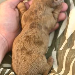 Daisy - Dapple female Dachshund puppy in Stockton, California from Wiggles & Wags Dachshund's