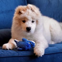 Samoyeds from Quanta Samoyeds