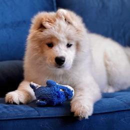 Samoyeds from Quanta Samoyeds