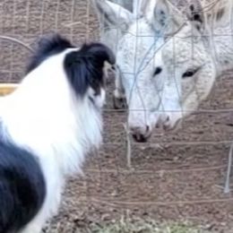 Border Collies from HarborMist