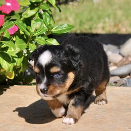 Charlotte - Black tri female Toy Australian Shepherd puppy in Bixby, Oklahoma from Roeboat Aussies