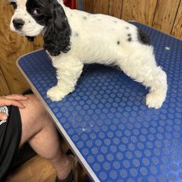Cocker Spaniel Puppies from K&M crocker Spaniels
