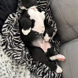 Boxer Puppies from SmashBox Kennel