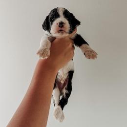 Renner - Black and white male Sheepadoodle puppy in Wabash, Indiana from DOODCompany