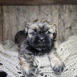 Carsen - Brindle male Shih Tzu puppy in Mountain Grove, Missouri from Precious Puppies