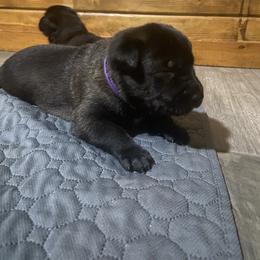 Belgian Malinois Puppies from Focused Obedient Belgian Malinois