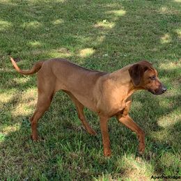Bingwa - Rhodesian Ridgeback