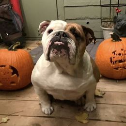 Bulldogs from Delaney Baker's English Bulldogs
