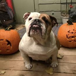 Bulldogs from Delaney Baker's English Bulldogs