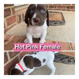 German Shorthaired Pointer Puppies from Harts Hill Kennel
