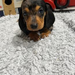 Axle - Dapple male Dachshund puppy in Mansfield, Missouri from Owens Farm