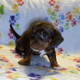 Kit - Chocolate male Dachshund puppy in Henrico, Virginia from All About Pets