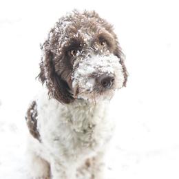 Lola - Goldendoodle