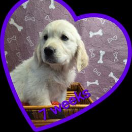 Purple girl - Light golden female Golden Retriever puppy in Albuquerque, New Mexico from Teeter's Desert  Goddess Goldens