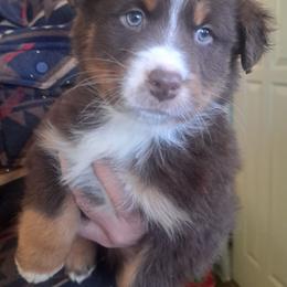 Girl 1 - Red tri-color female Australian Shepherd puppy in Bowler, Wisconsin from Stice's Australian Shepherds