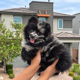 Waffles - Black male Pomeranian puppy in Las Vegas, Nevada from Ice City Pomeranians