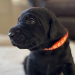 Boy 2 - Jet (orange collar) - Labrador Retriever puppy from Front Range Labradors LLC