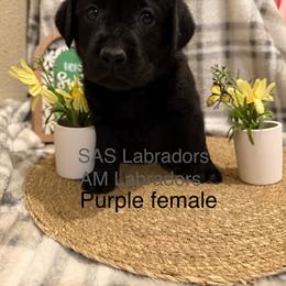 Kiyah - Black female Labrador Retriever puppy in Wittmann, Arizona from AM Labradors