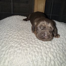 Bruno - Brown and tan male Cocker Spaniel puppy in Lake, Mississippi from MGs Cockers