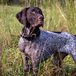 German Shorthaired Pointers from Mull Valley GSP