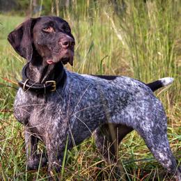 German Shorthaired Pointers from Mull Valley GSP