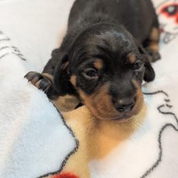 Boy born 3rd - Black and tan male Dachshund puppy in Bunnell, Florida from Briana's Dachshunds