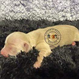 F2 cream red - Cream female Dachshund puppy in Carthage, Texas from Rafter C Ranch Doxies