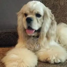 Niko - Cocker Spaniel