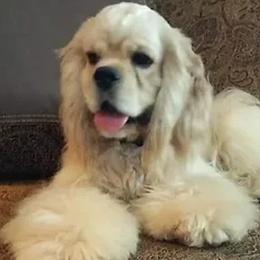 Niko - Cocker Spaniel
