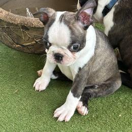 Girl 2 - Brindle and white female Boston Terrier puppy in Alabama from Southern Bulldogs