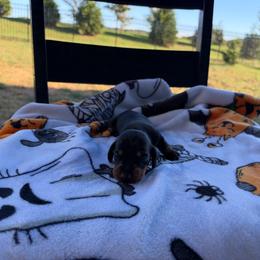 Eve - Black and tan female Dachshund puppy in Powell, Tennessee from Tall & Tiny TN k9s