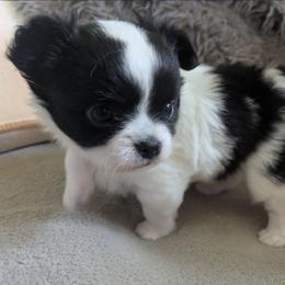 Tucker - Black and white male Chihuahua puppy in Amity, Pennsylvania from Baxters Chihuahuas