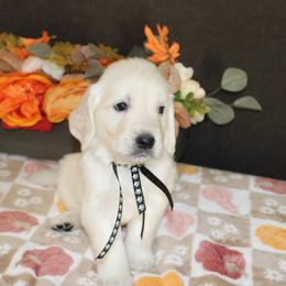 Chester - Golden Retriever puppy from Sierra View English Creams
