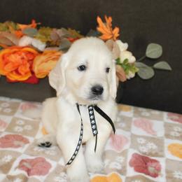 Chester - Golden Retriever puppy from Sierra View English Creams