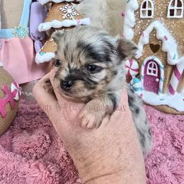 Dubai 4500 - Merle male Chihuahua puppy in Piqua, Kansas from Cute As A Cupcake Chihuahuas